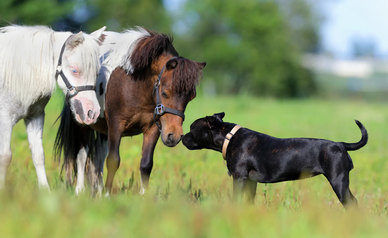 Dog and Horses in a field